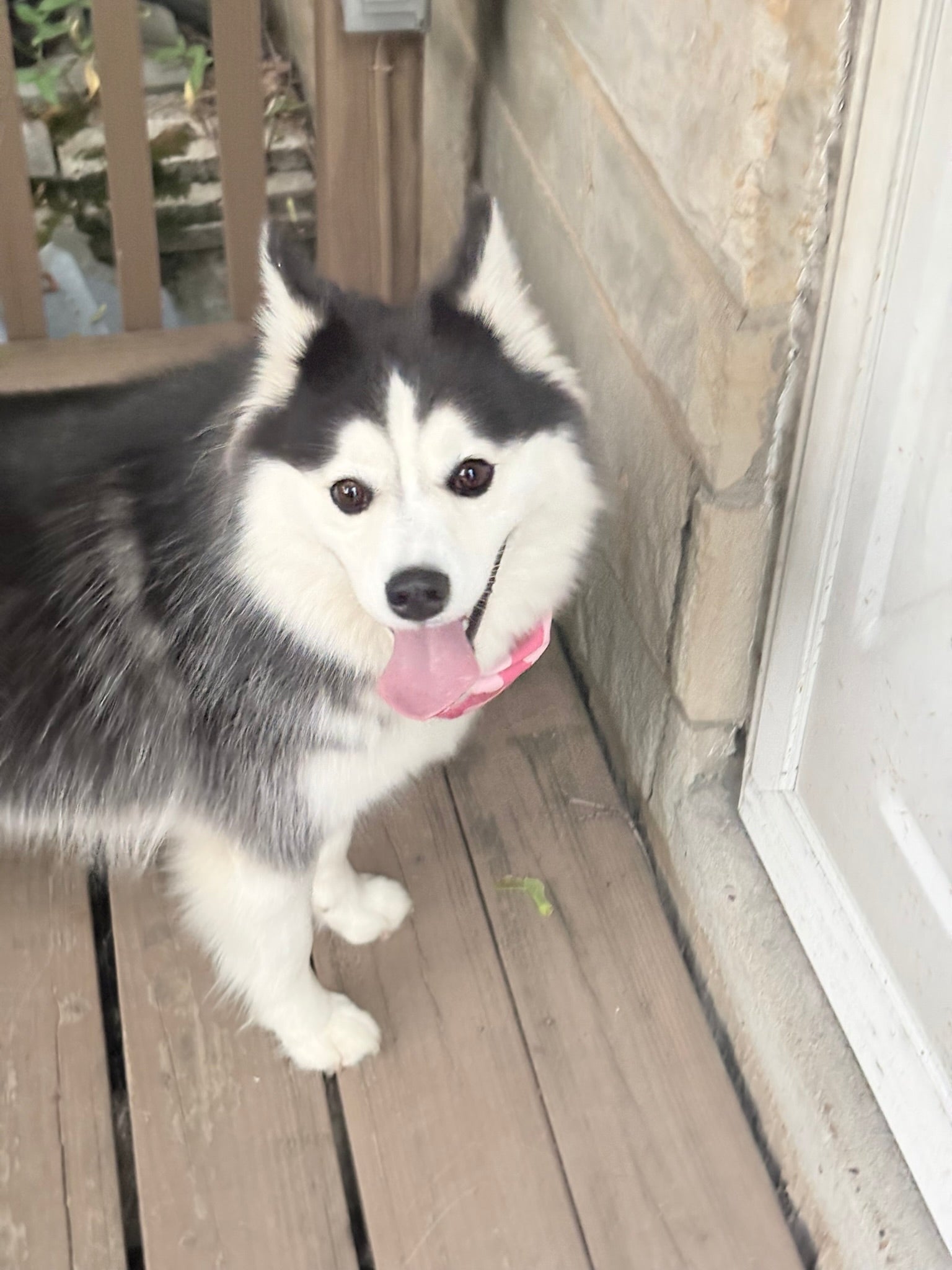 Gigi the Pomsky smiling on the porch – the star of the wallpaper pack